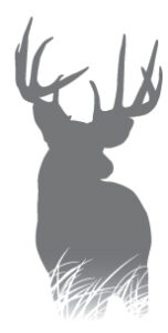 Buckland Deer